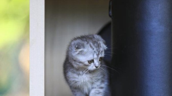 股神配资 猫咪喜欢舔别人的毛发，这些坏习惯让主人头痛，主人应该注意