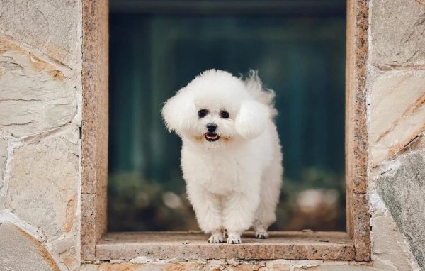 长宏策略 比熊犬人气下滑？养宠成本翻倍？你还爱这团小棉花吗