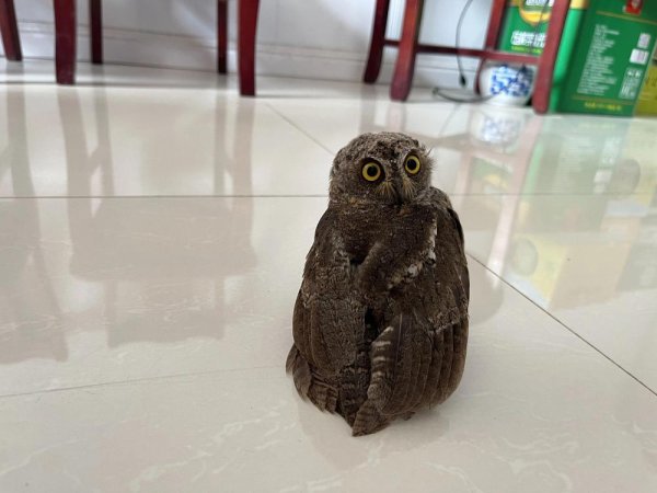 亿海配资 爱心接力！“迷路”猫头鹰回家了
